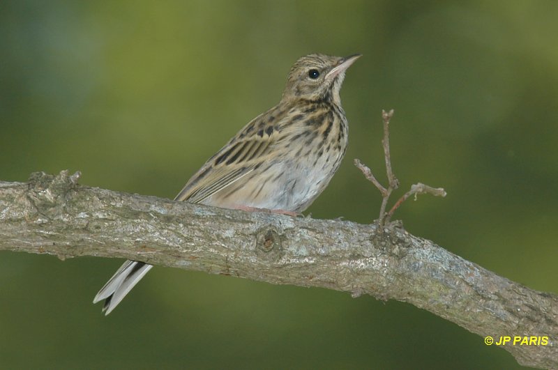Anthus trivialis